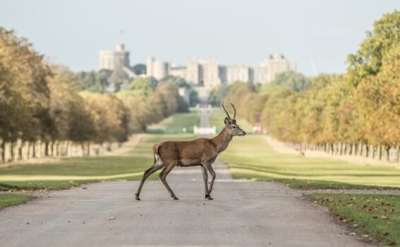 Deer at Windsor Castle